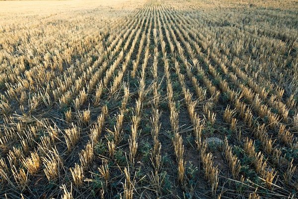 comment gérer la douleur lors d'un combat intense ?